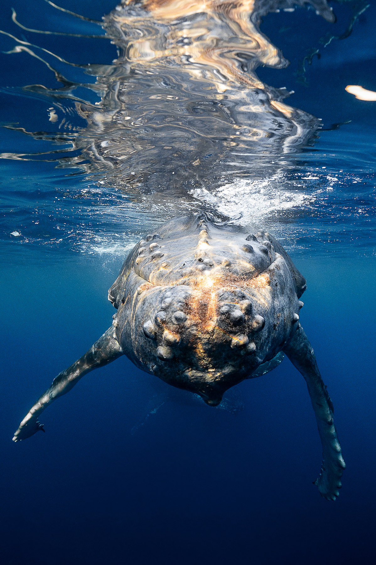 Indian Ocean map data climate - Indian Ocean Whale