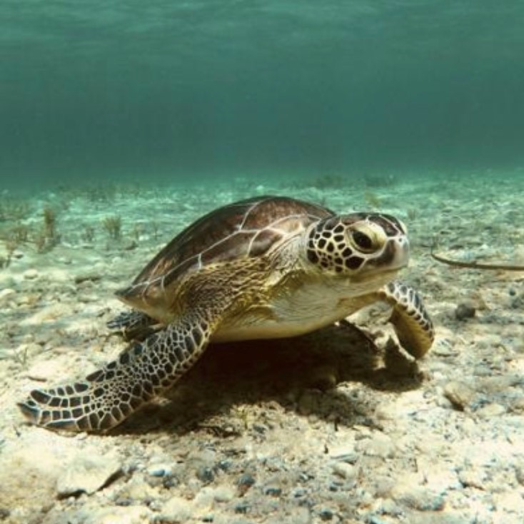 Es - Ocean Conservation Trust